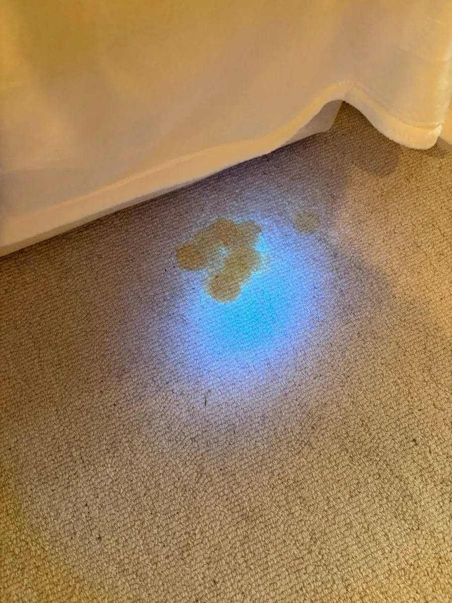 UV light revealing a hidden pet urine stain on a bedroom carpet